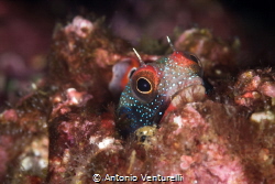 Mexican barnacle blenny_El Morro_Vallarta_2021
(Canon100... by Antonio Venturelli 